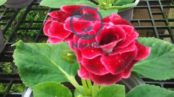 Hoa tử la lan trồng chậu với đất sạch Namix