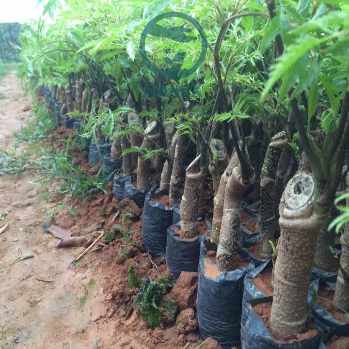 trồng cây đinh lăng bằng đất sạch Namix