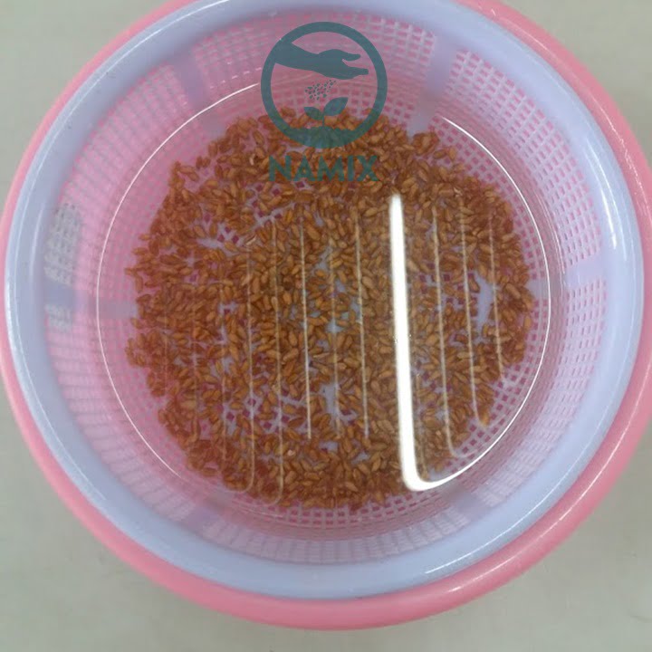 Trồng lúa cảnh để bàn với đá Vermiculite