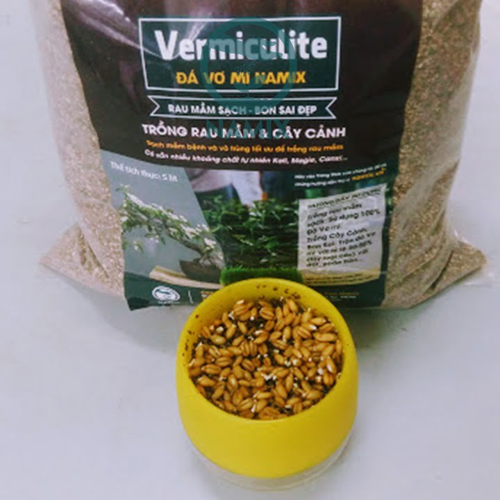 Gieo hạt lúa cảnh với đá Vermiculite
