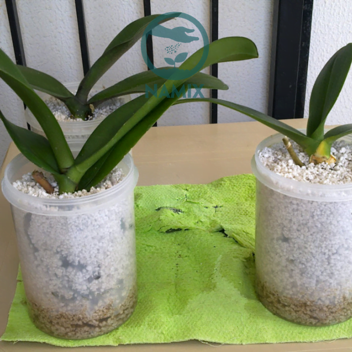 Đá Perlite Trân châu trồng lan