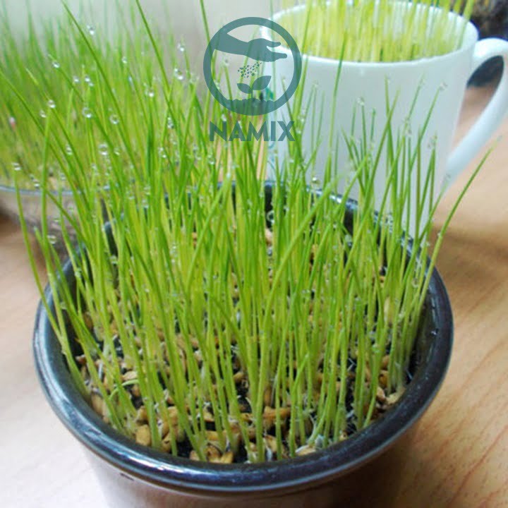 Cách trồng lúa cảnh để bàn