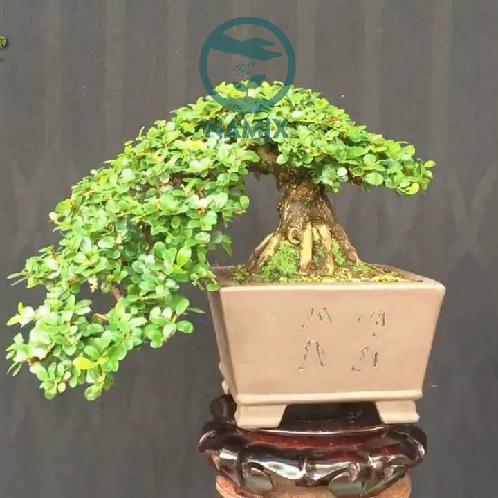 Nghệ thuật Bonsai và vật liệu cao cấp trồng bonsai
