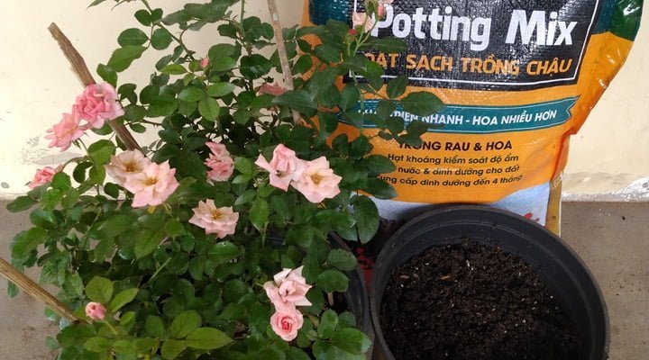 Hoa hồng trồng chậu với đất sạch Namix và cách phòng trừ sâu bệnh