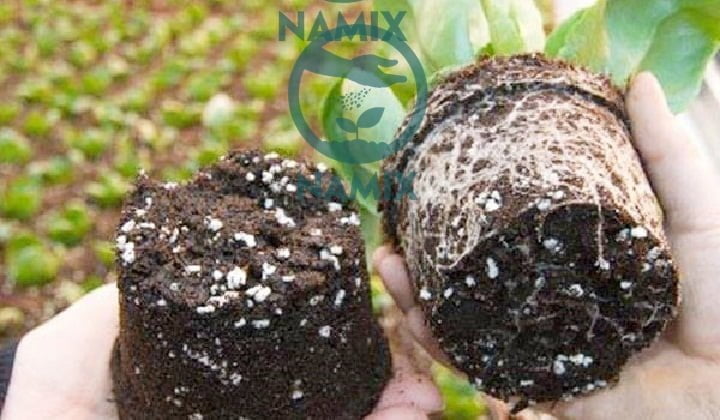 Các hạt Perlite Trân châu Namix giúp cho đất tơi xốp - hỗ trợ giữ nước và dinh dưỡng cho cây phát triển mạnh.
