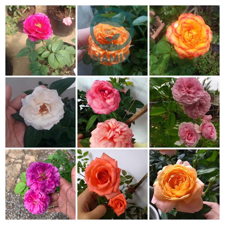 Trồng hoa hồng với đất sạch Namix