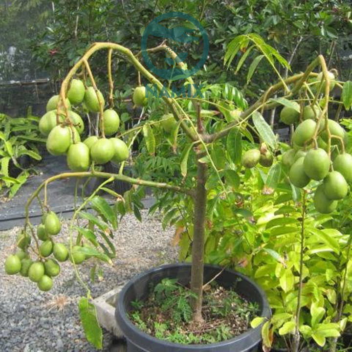 Đất sạch Namix cung cấp dinh dưỡng cho cây ăn quả trồng chậu