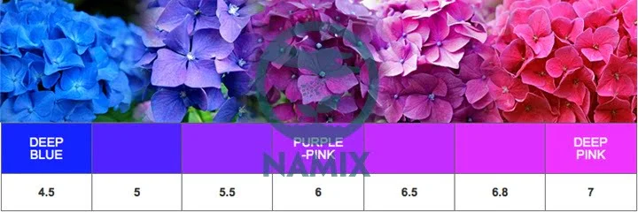 Điều chỉnh pH đất để làm thay đổi màu sắc hoa cẩm tú cầu