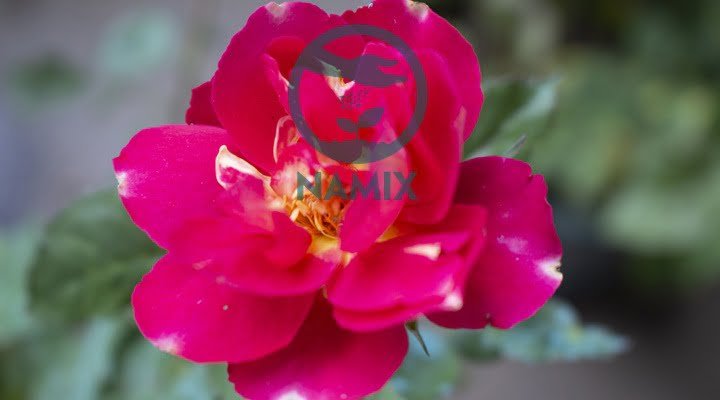 Cách sử dụng phân bón lá cho hoa hồng. Trồng hoa hồng với đất sạch Namix