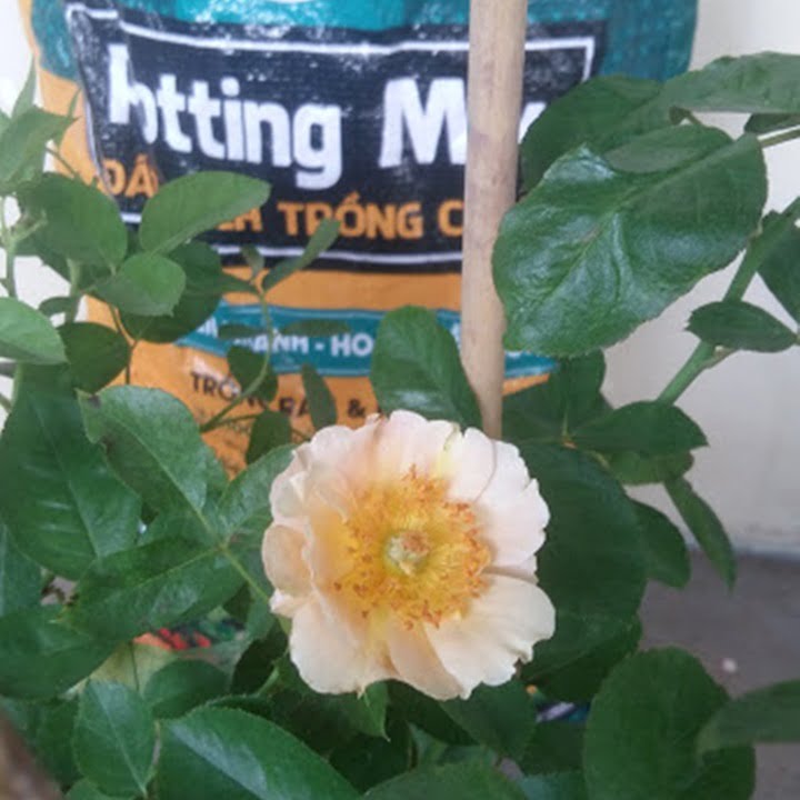 Trồng hoa hồng với đất sạch Namix