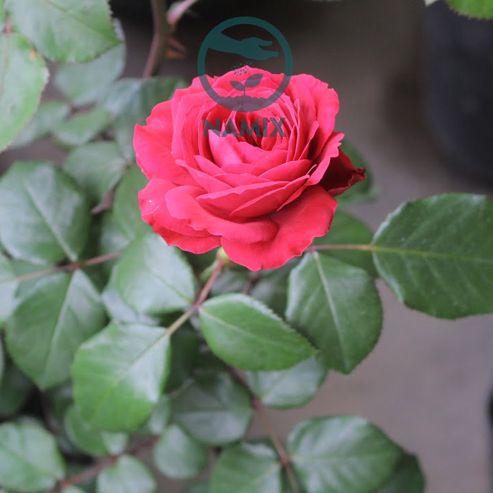 Phân bón lá cho hoa hồng