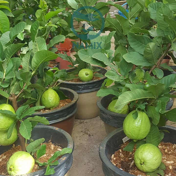 Các loại cây ăn quả trồng chậu với Đất sạch Namix