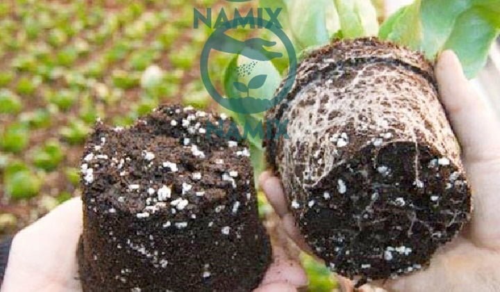 Đá Perlite Trân châu Namix giúp đất trồng chậu tơi xốp hơn