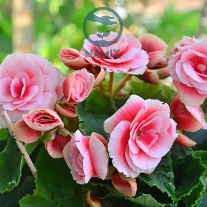 Điều chỉnh pH đất thích hợp với từng loại cây trồng