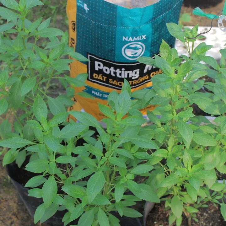 đất trồng cây húng quế