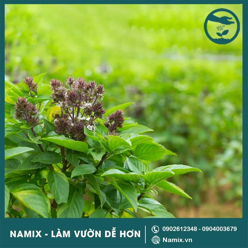 chăm sóc cây húng quế