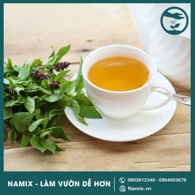 công dụng cây húng quế