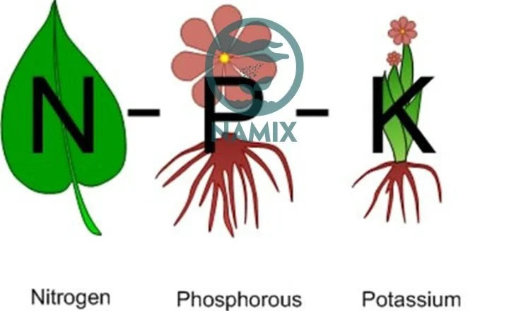 Vai trò của các nguyên tố khoáng đa lượng