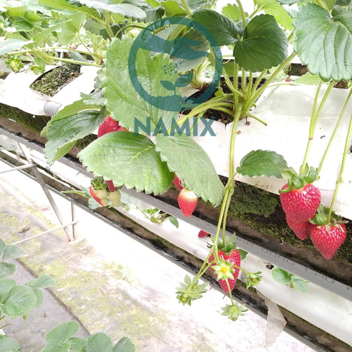 Trồng dây tây bằng giá thể thủy canh. Đá trân châu Namix