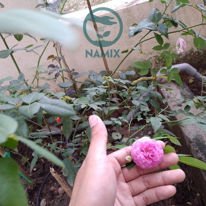 Trồng hoa hồng với đất sạch Namix