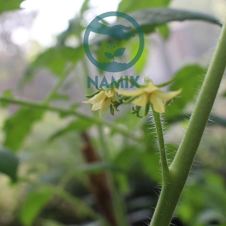 Cách trồng và chăm sóc cà chua bi. Đất sạch trồng cây Namix