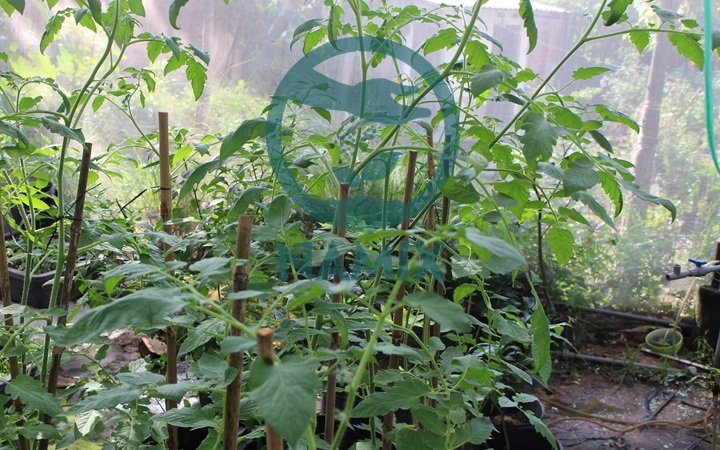 Cách trồng cà chua bi. Đất sạch trồng rau Namix