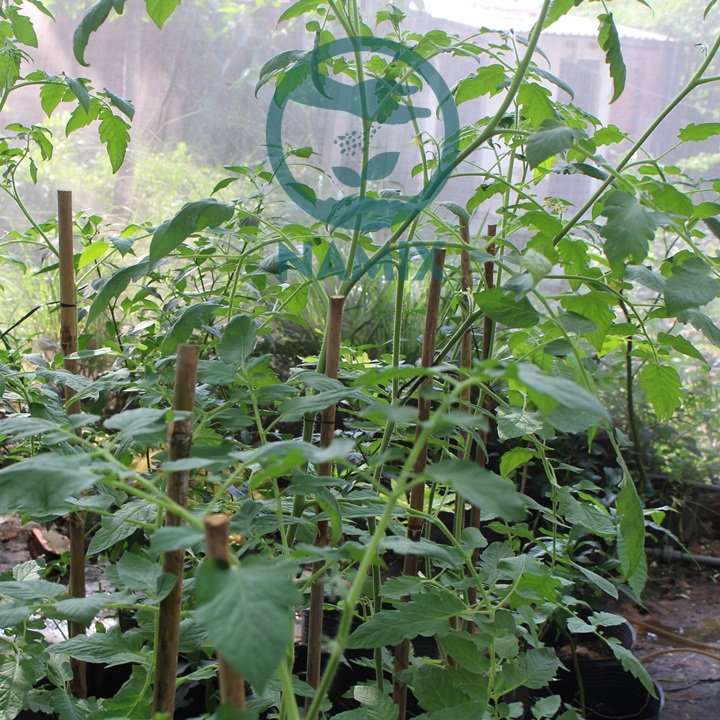 Cách trồng và chăm sóc cà chua bi. Đất sạch trồng cây Namix