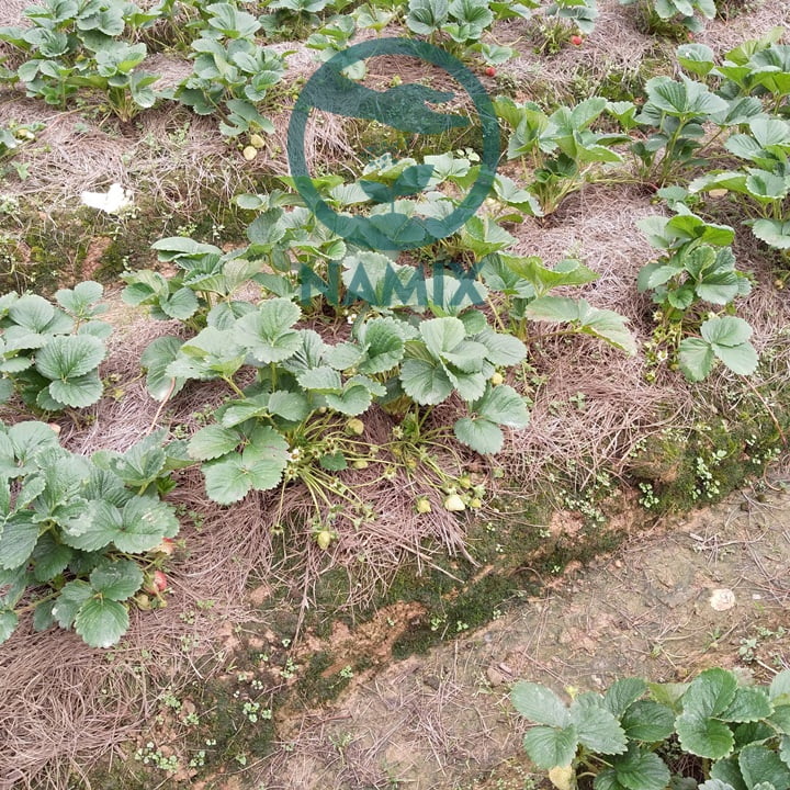 Kĩ thuật trồng dâu tây trên đất. Giá thể đá trân châu Namix