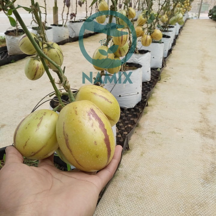 Cách trồng và chăm sóc dưa pepino. Giá thể thủy canh đá Perlite Namix