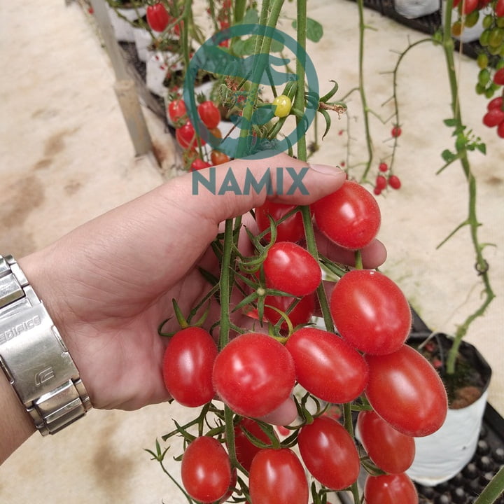Chăm sóc cà chua bi trồng chậu với đất sạch Namix