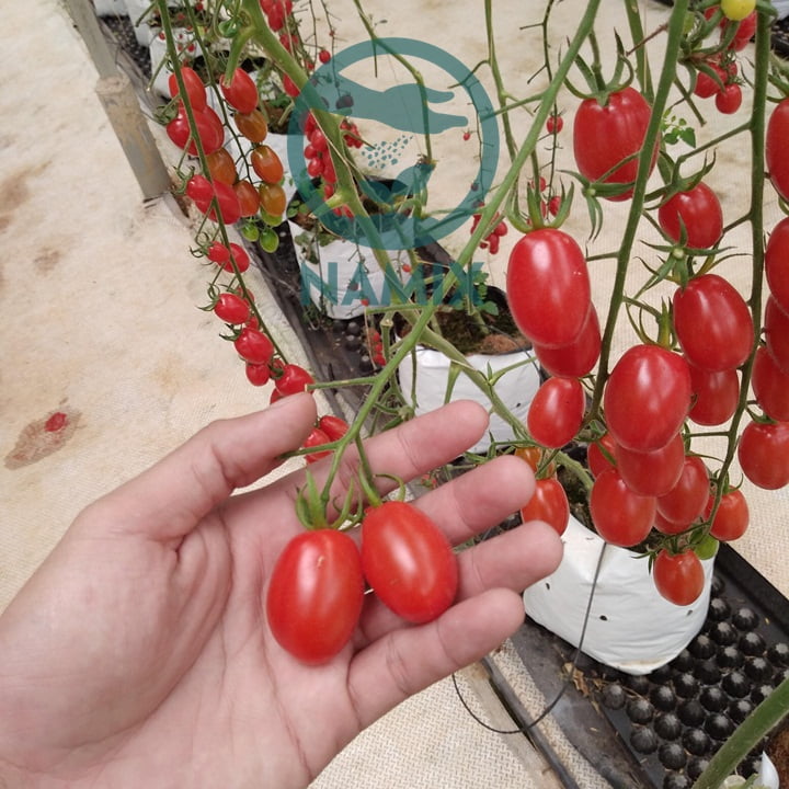 Cách trồng và chăm sóc cà chua bi. Đất sạch trồng cây Namix