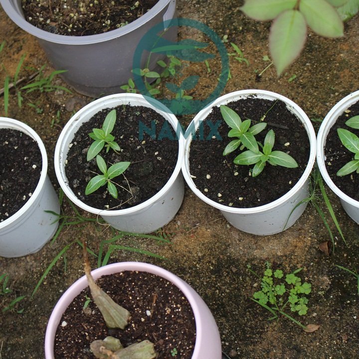 Cách trồng hoa dừa cạn với đất sạch Namix