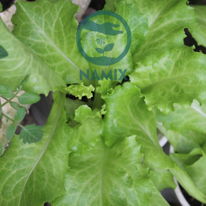 Trồng rau với đất sạch Namix
