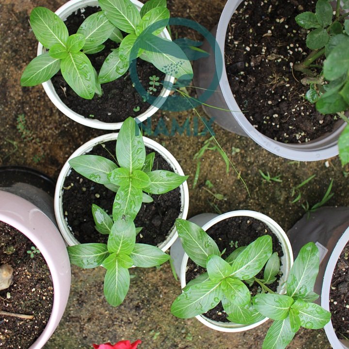 Cách trồng hoa dừa cạn với đất sạch Namix