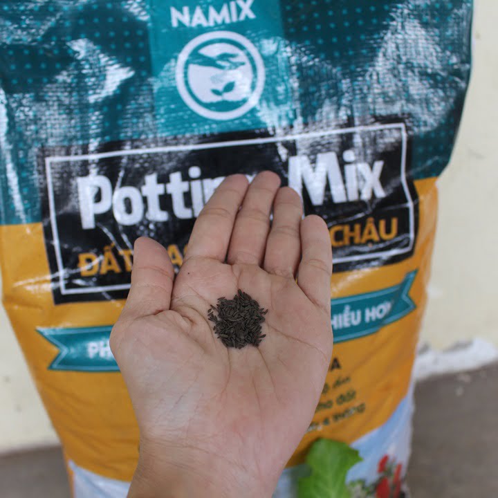 Trồng rau xà lách với đất sạch Namix