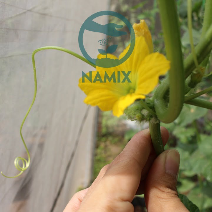 Cách trồng dưa hòng kim tại nhà. Đất sạch Namix trồng cây