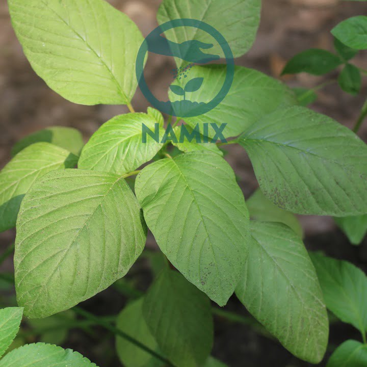 Rau dền trồng khay với đất sạch Namix