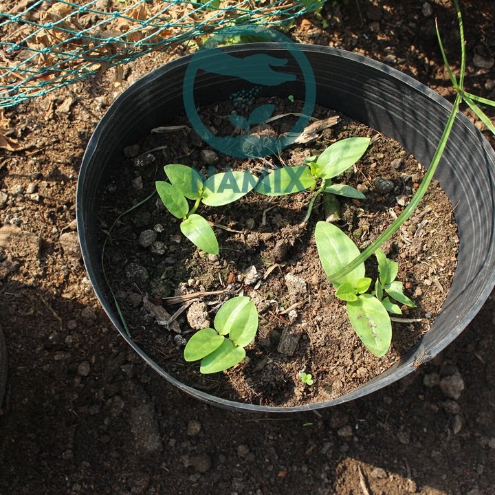 Cách trồng rau mồng tơi với đất sạch Namix