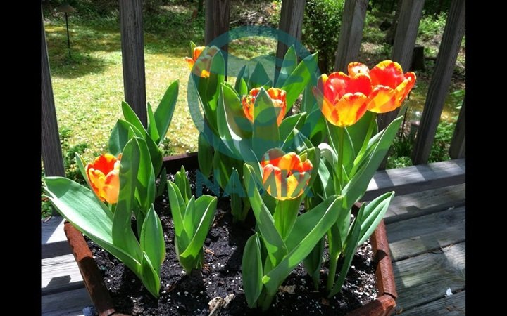 Trồng hoa Tulip chới tết. Đất sạch trồng hoa Namix