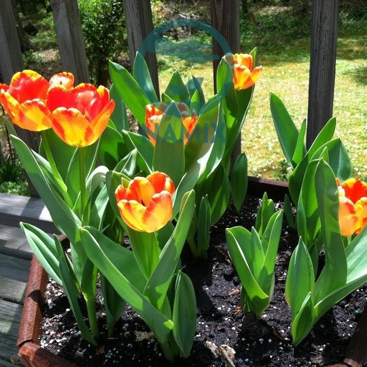 Trồng hoa Tulip chới tết. Đất sạch trồng hoa Namix