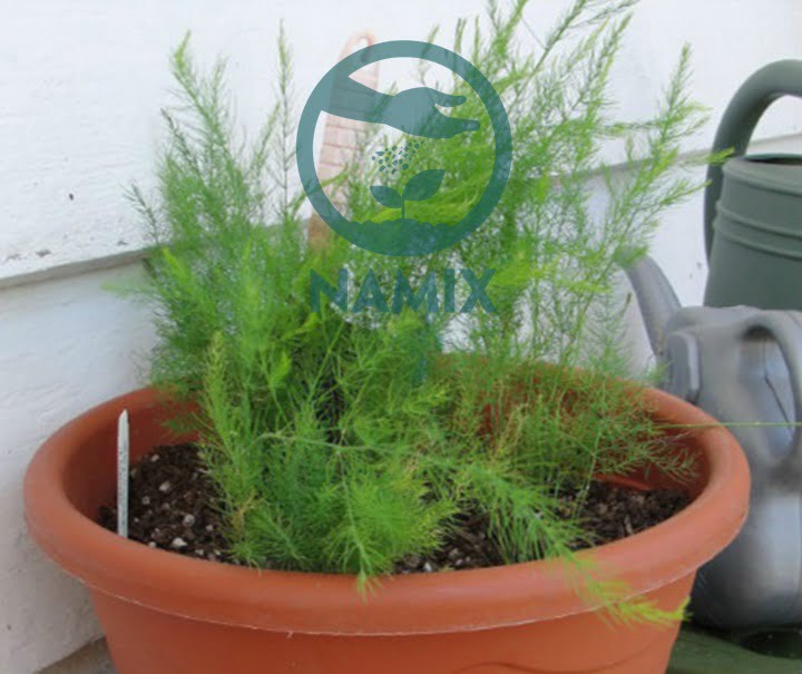 Đất sạch Namix trồng cây. Cách chăm sóc cây măng tây