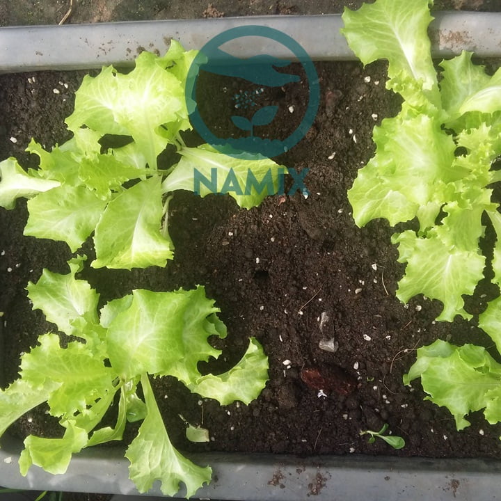 Đất sạch Namix trồng rau
