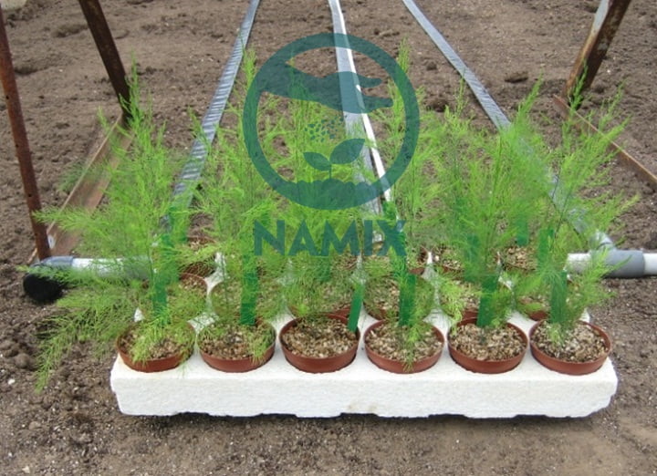 Cách trồng măng tây trong chậu với đất sạch Namix