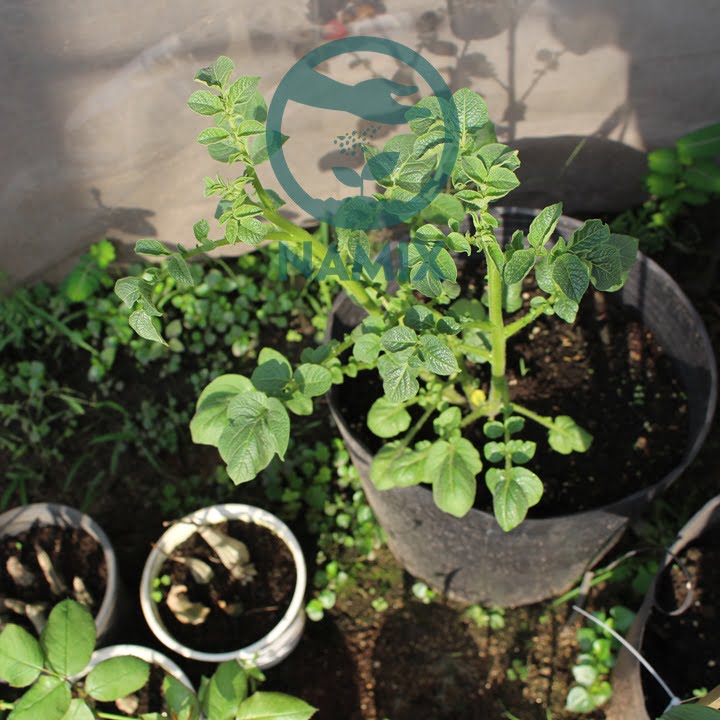 Cách trồng khoai tây trong chậu. Đất sạch trồng cây Namix
