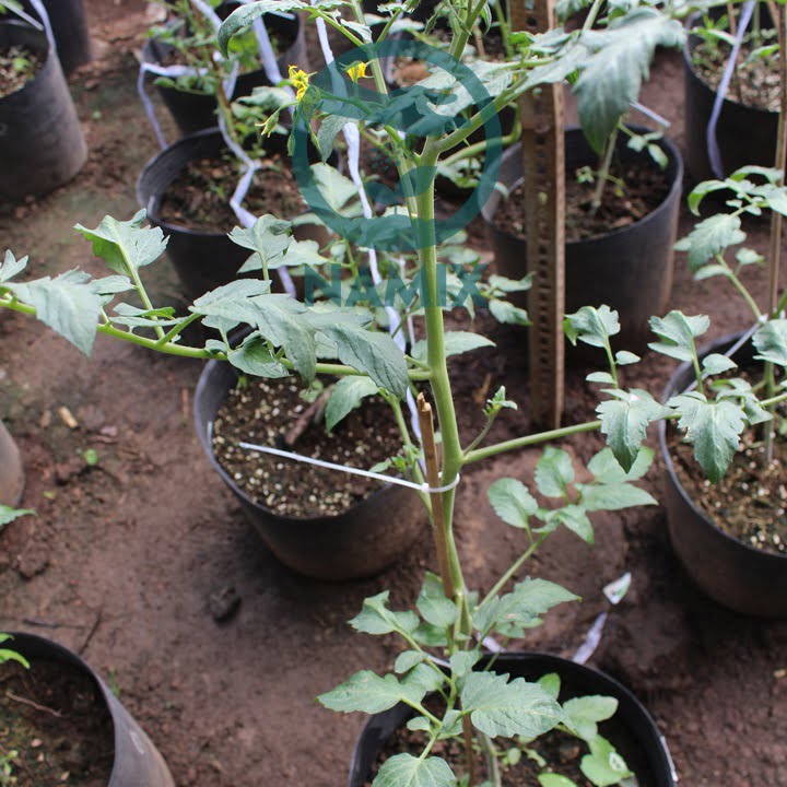 Cách chăm sóc cà chua. Đất sạch trồng cây Namix