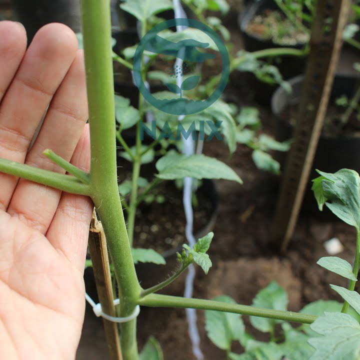 Cách chăm sóc cà chua. Đất sạch trồng cây Namix