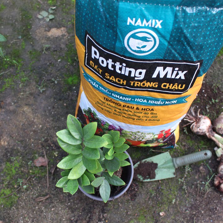 Trồng cây kim tiền với đất sạch Namix