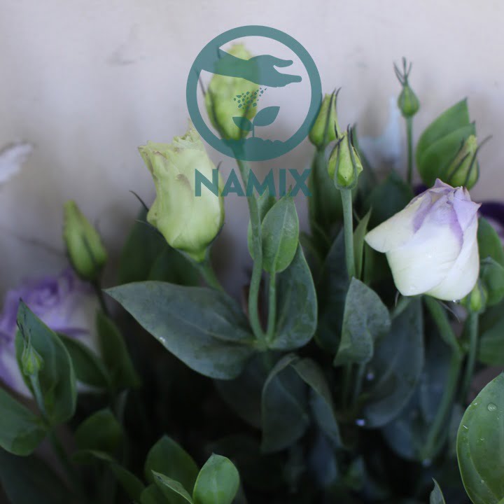 Đất sạch trồng hoa Namix