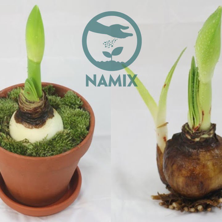 Cách chăm sóc lan tứ diện. Đất sạch trồng hoa Namix