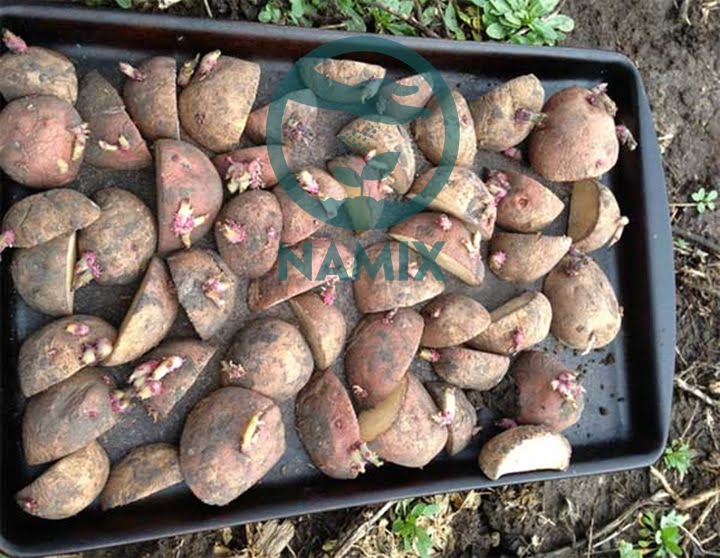 Cách trồng khoai tây trong chậu. Đất sạch trồng cây Namix